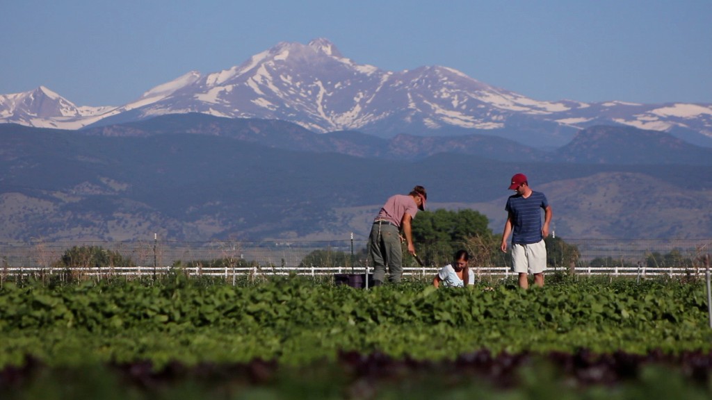 Farm workers harvesting in a field with snow-capped mountains in the background, June 2011.